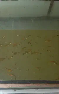 ماهی شمشیری