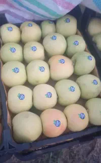 میوه سر درختی  سیب
