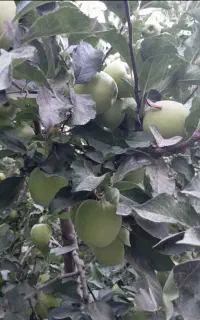 سیب