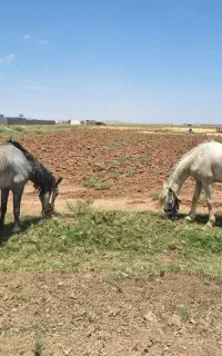 اسب