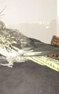 عروس هلندی ماده