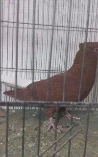 کبوتر رنگی خال آبی شاپر