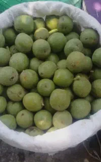 چیدن گردوی باغ شما