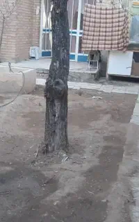 اجار سویت ویژ مسافر