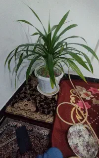 گل طبیعی