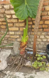 گل بابا ادم