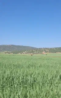 بذر گندم آبی