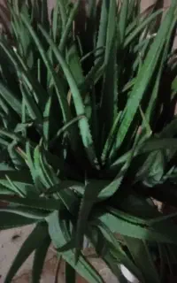 الوورا