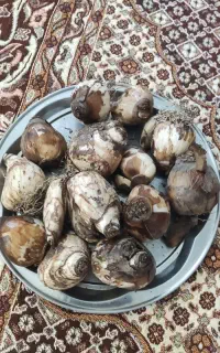 گل نرگس