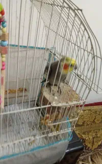 عروس هندی نر