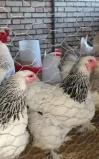 حراج تخم مرغ برهما