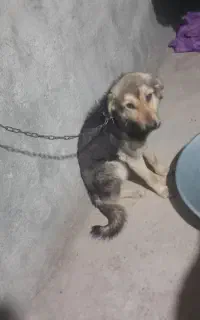 فروش‌سگ‌نگهبان