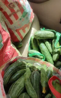 خیار کرکی کلکنه