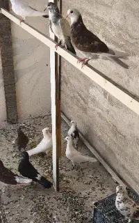 کفتر فوری