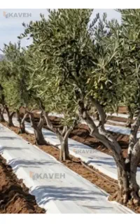 رویش پوش یو وی دار