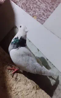 طوقی سالم