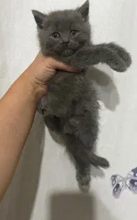 بریتیش لاینگ هیر