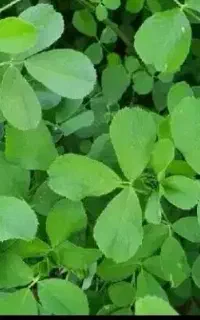 یونجه