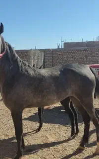 اسب مادیان و کره