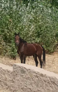 خرید و فروش اسب پالانی
