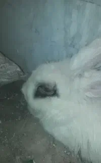 خرگوش با قفس