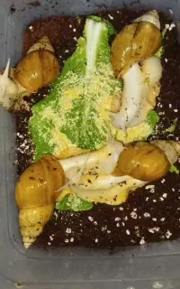 حلزون خونگی