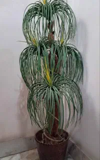 گلدان نخل