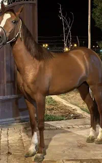 اسب مادیان و دو راس کره