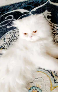گربه پرشین