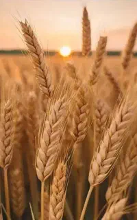 خرید و فروش تمام خوراک دام و طیور