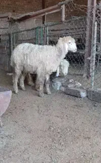 بره یک نر وماده