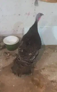 بوقلمون بالاری