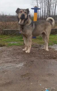 سگ سرابی پسر قصاب