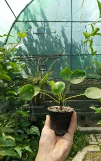 گیاه پیله آ سکه ای (گیاه پول)