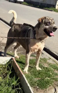 وا گذاری سگ ماده پژدر