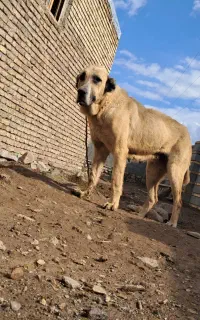 سگ سرابی قد مثبت ۸۰  نسل خال