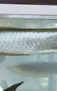 ماهی های زینتی و گیاهان آکواریومی