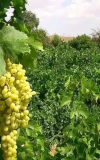 انگور فروشی