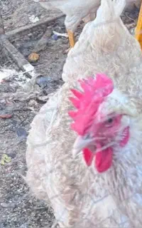 مرغ تخم گذار
