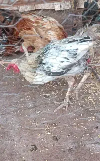 خروس محلی