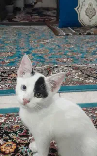 گربه چش رنگی