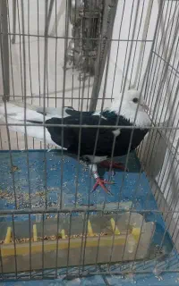کفتر شازده