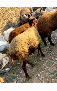 گوسفند جوان با توقلی
