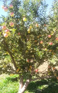 چند نفر برای چیدن سیب