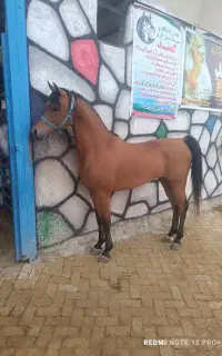 سیلمی جهت کشش