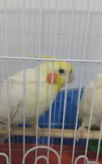 عروس هلندی