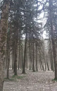 چوب بری حرص درختان