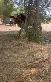 گاونر‌گوساله‌جنس‌دار