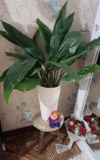 درختچه