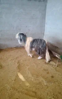 دوبر..چپش